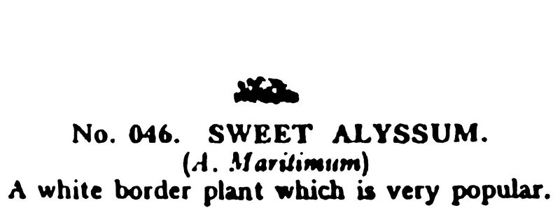 File:Sweet Alyssum, Britains Garden 046 (BMG 1931).jpg