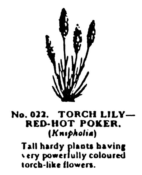 File:Torch Lily – Red-Hot Poker, Britains Garden 022 (BMG 1931).jpg