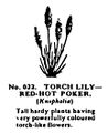 Torch Lily – Red-Hot Poker, Britains Garden 022 (BMG 1931).jpg