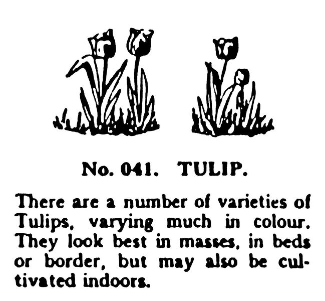File:Tulip, Britains Garden 041 (BMG 1931).jpg