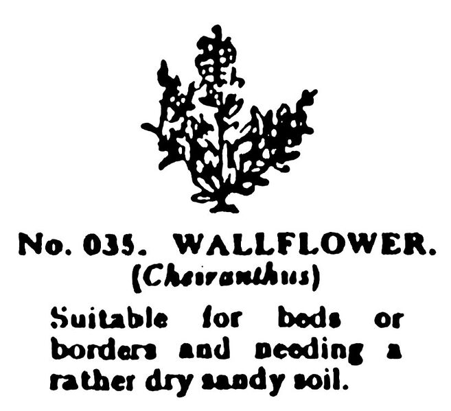 File:Wallflower, Britains Garden 035 (BMG 1931).jpg