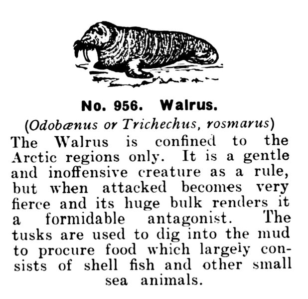 File:Walrus, Britains Zoo No956 (BritCat 1940).jpg