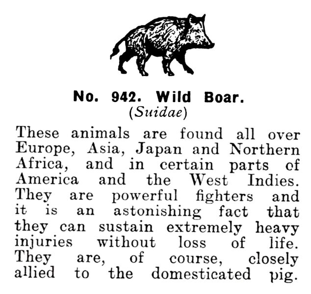 File:Wild Boar, Britains Zoo No942 (BritCat 1940).jpg