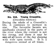 Young Crocodile, Britains Zoo No958 (BritCat 1940).jpg