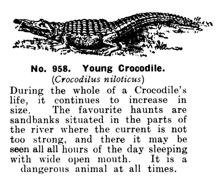 File:Young Crocodile, Britains Zoo No958 (BritCat 1940).jpg