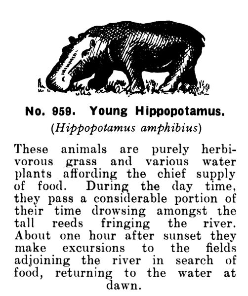 File:Young Hippopotamus, Britains Zoo No959 (BritCat 1940).jpg